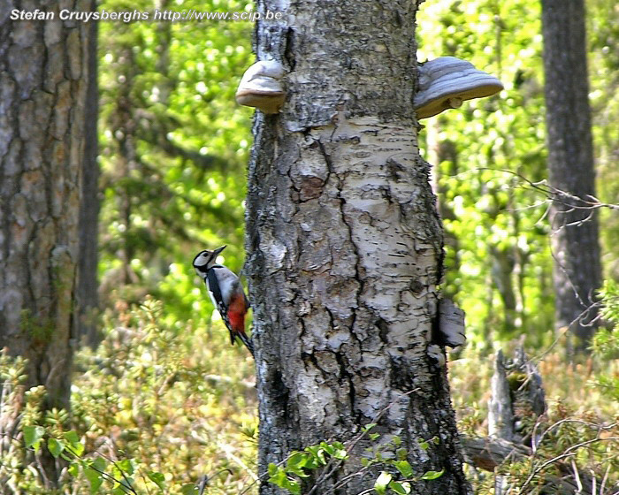 Berenroute - Specht Een bonte specht (dendrocopos major) op een boom met grote zwammen Stefan Cruysberghs